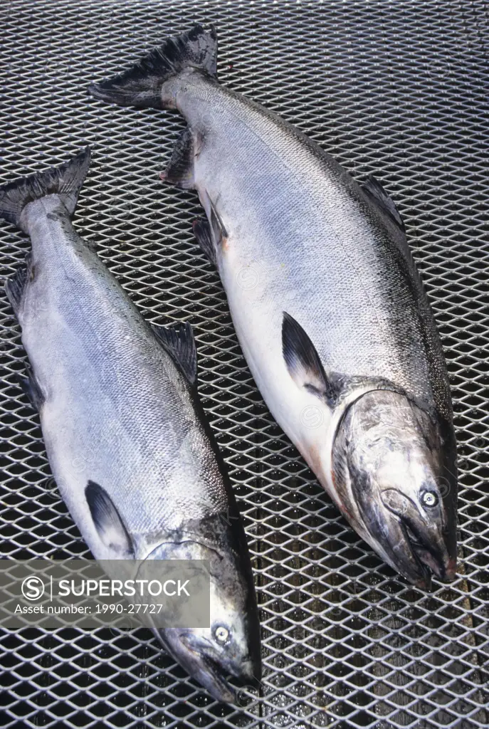 Chinook salmon caught sportfishing, Work Channel, British Columbia, Canada
