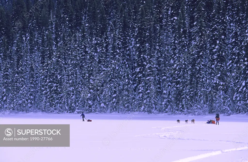 Backcountry skier and dogsled on frozen Isaac Lake in winter, Bowron Lakes Provincial Park, British Columbia, Canada