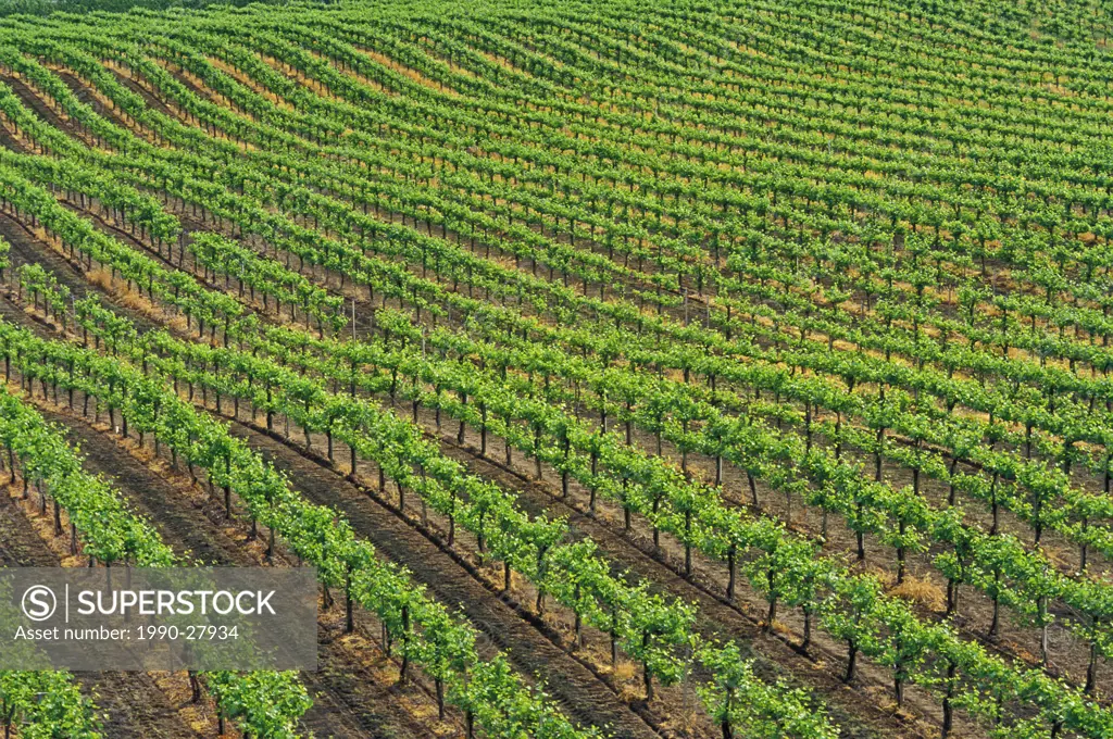 Vineyard in Oliver, British Columbia, Canada