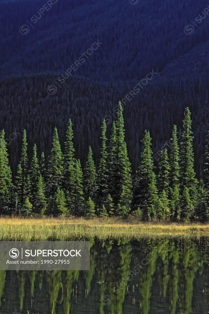 Engelmann Spruce & Alpine Fir  Rocky Mountains, British Columbia, Canada