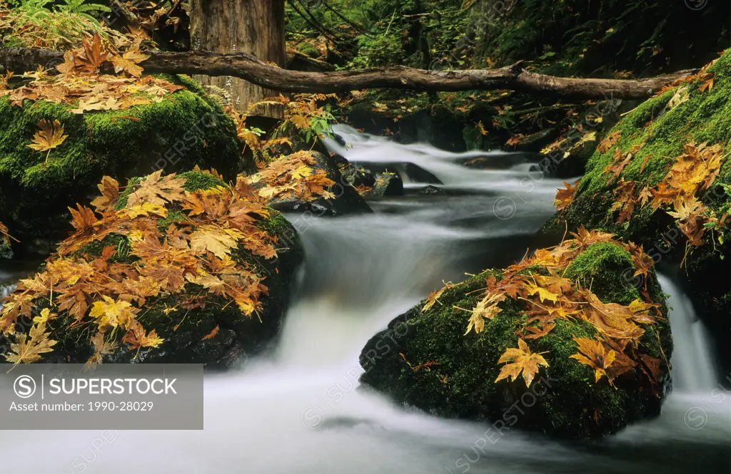 Goldstream Creek, Goldstream Creek Provincial Park, Vancouver Island, British Columbia, Canada