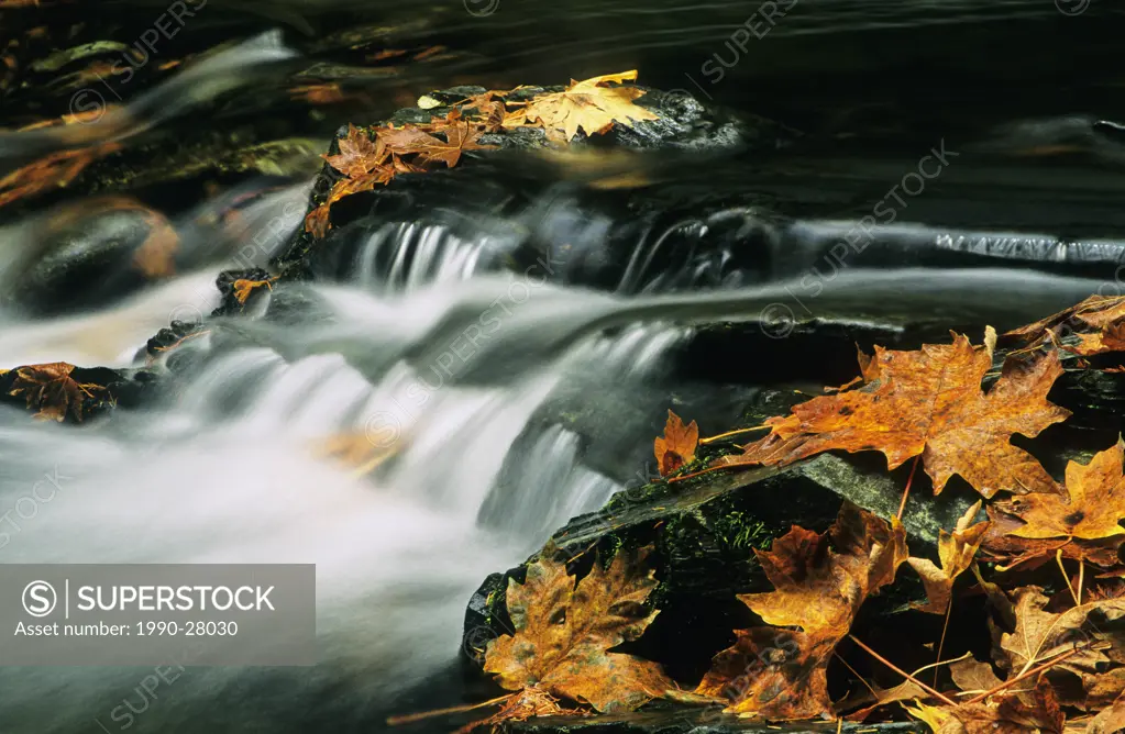 Goldstream Creek, Goldstream Creek Provincial Park, Vancouver Island, British Columbia, Canada