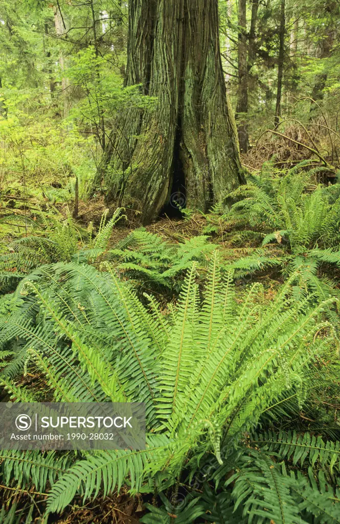 Fern and western red cedar, Lighthouse Provincial Park, Vancouver, British Columbia, Canada