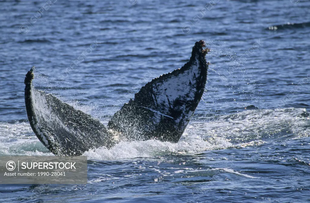 Humpback whale tail slapping, West Coast, British Columbia, Canada