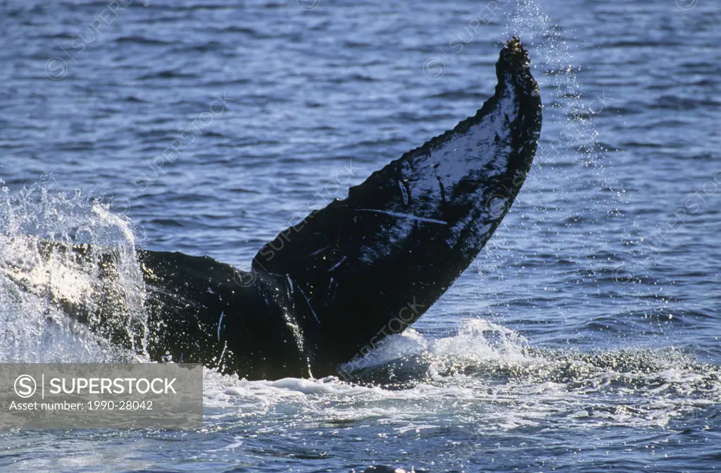 Humpback whale tail slapping, West Coast, British Columbia, Canada