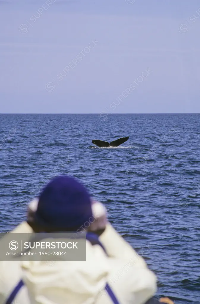 Whale watching, Queen Charlotte Islands, British Columbia, Canada
