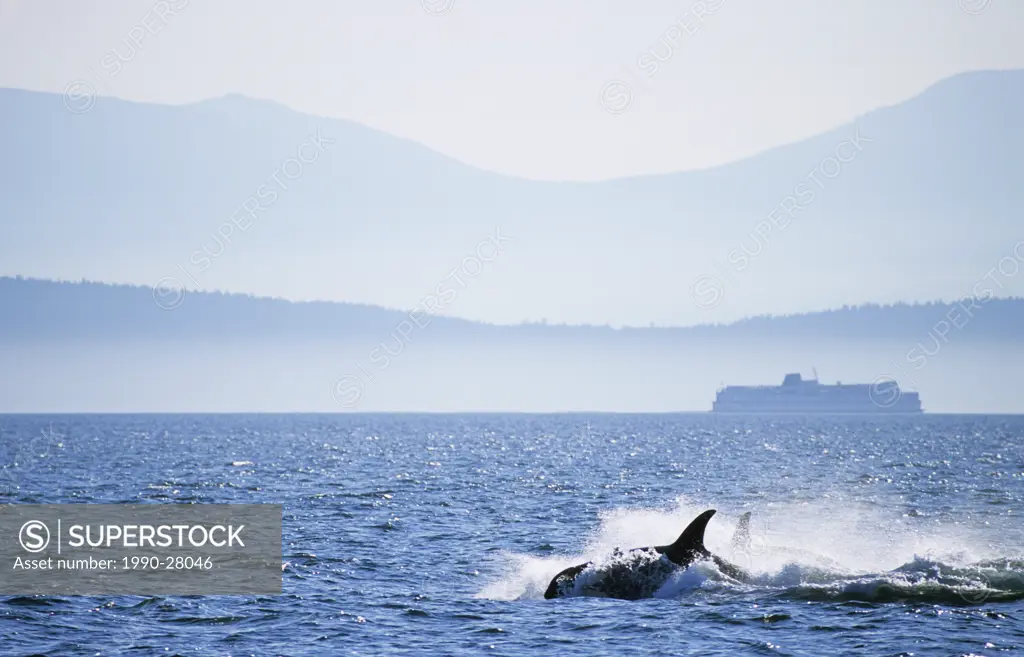 Orcas and a BC Ferry in front of Vancouver Island near Nanaimo, British Columbia, Canada