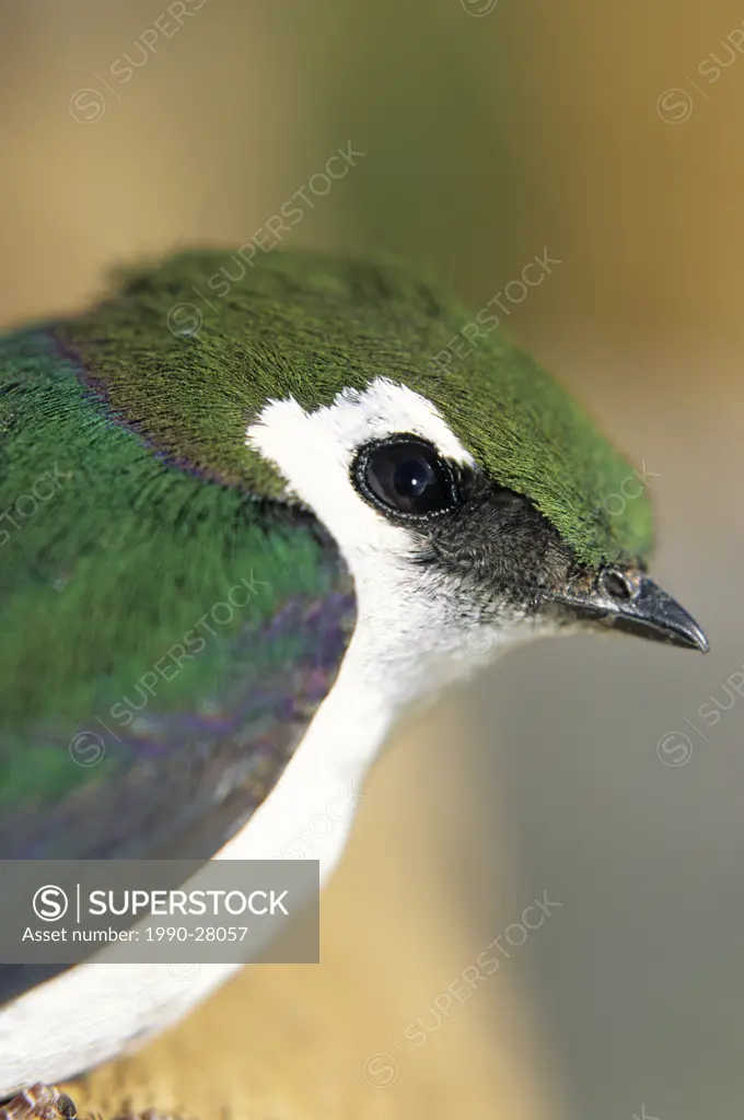 Close up of Violet Green Swallow, Smithers, British Columbia, Canada