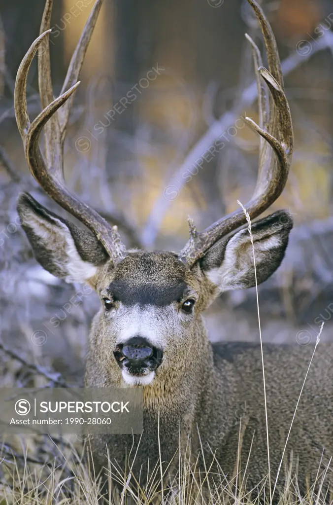 Mule Deer buck, Jasper National Park, Alberta, Canada