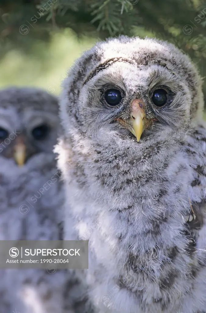 Barred Owl, Bulkley Valley, British Columbia, Canada