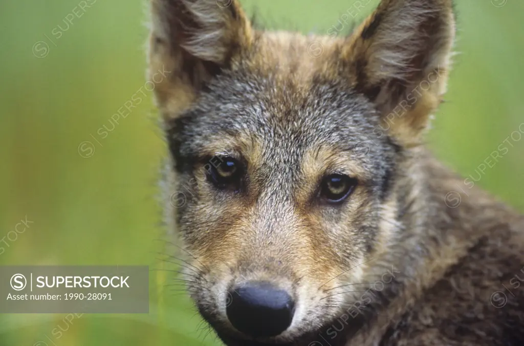 Five month old wolf pup, Canis Lupus, Central Coast, British Columbia, Canada