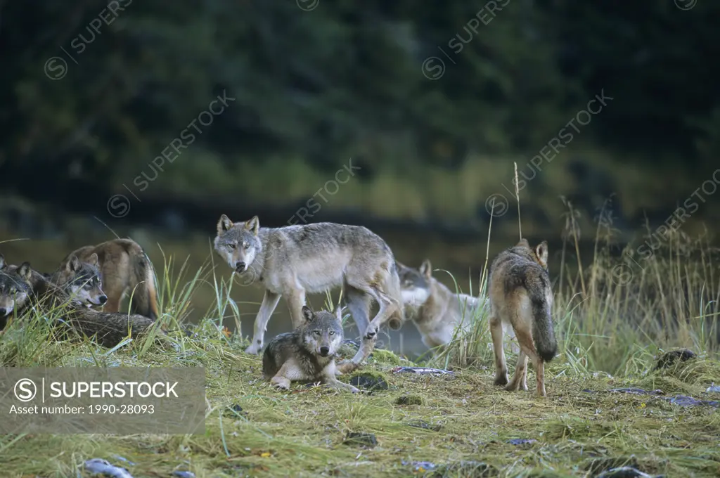 Coastal Wolves, Canis Lupus, Central Coast, British Columbia, Canada