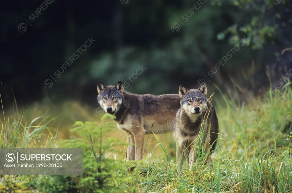 Coastal Wolves brothers, Canis Lupus, Central Coast, British Columbia, Canada