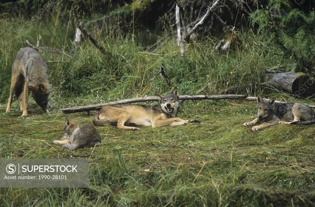 Coastal Wolves, Canis Lupus, Central Coast, British Columbia, Canada