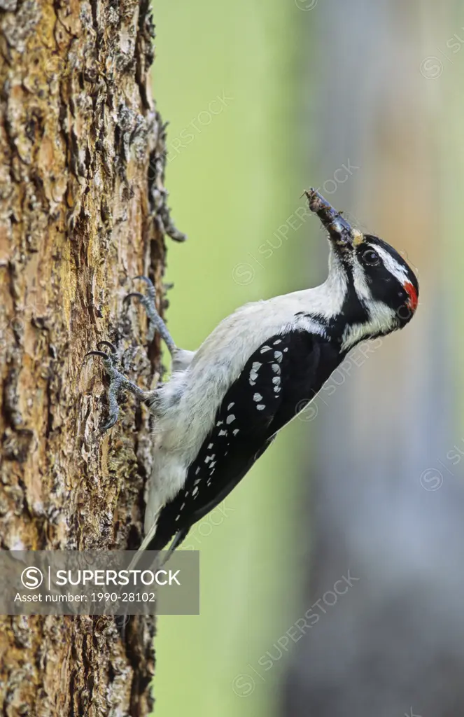 Hairy woodpecker male at nest cavity with insects in his beak, British Columbia, Canada