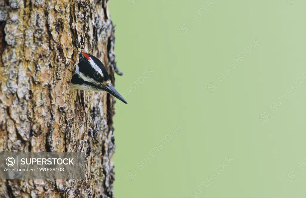 Hairy woodpecker male poking its head out of a nest cavity, British Columbia, Canada