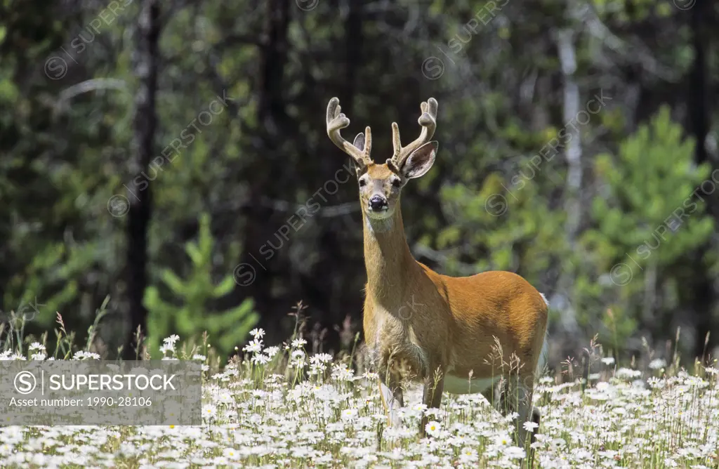 White-tailed deer buck in wildflowers, Kootenay National Park, British Columbia, Canada