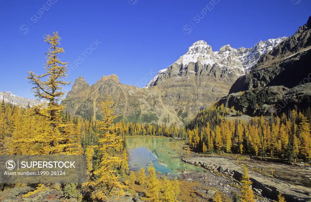 Mount Huber, the Opabin Plateau and autumn larches, Lake O´Hara region, Yoho National Park, British Columbia, Canada