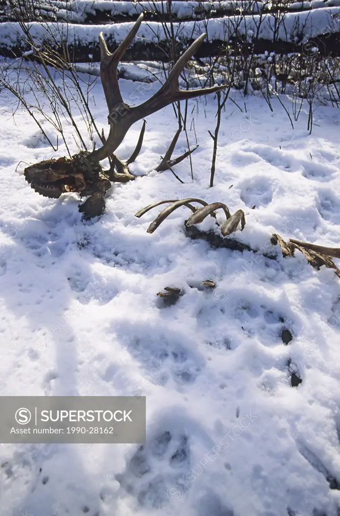 Mule deer buck winter kill with predator tracks in snow, Bulkley Valley, British Columbia, Canada