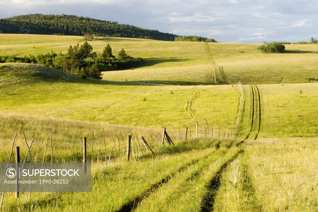 Tracks running along a fence, Junction sheep Area, British Columbia, Canada