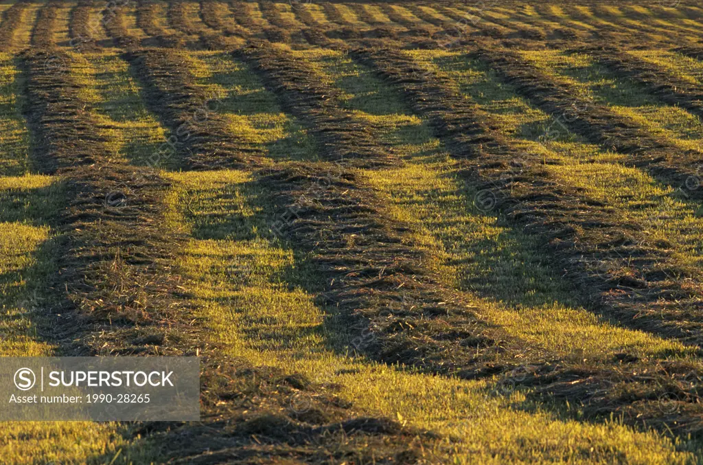 Rows of cut hay, Bulkley Valley, British Columbia, Canada