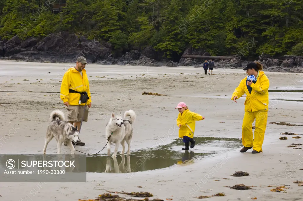 family in yellow rain gear walk with dogs, MacKenzie Beach at Tofino, Vancouver Island, British Columbia, Canada