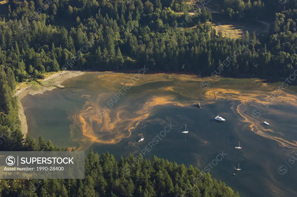 View from Mount Maxwell, Salt Spring Island, looking down to algae bloom on Burgoyne Bay, British Columbia, Canada