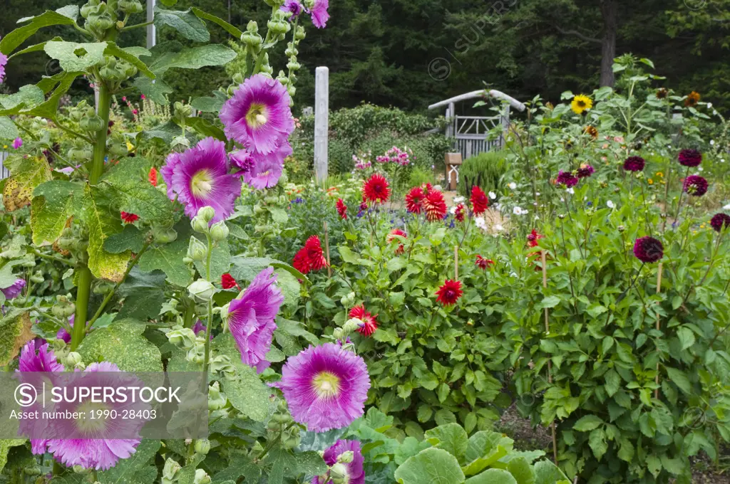 Hollyhock flowers in garden at Hollyhock educational center, Cortes Island, British Columbia, Canada
