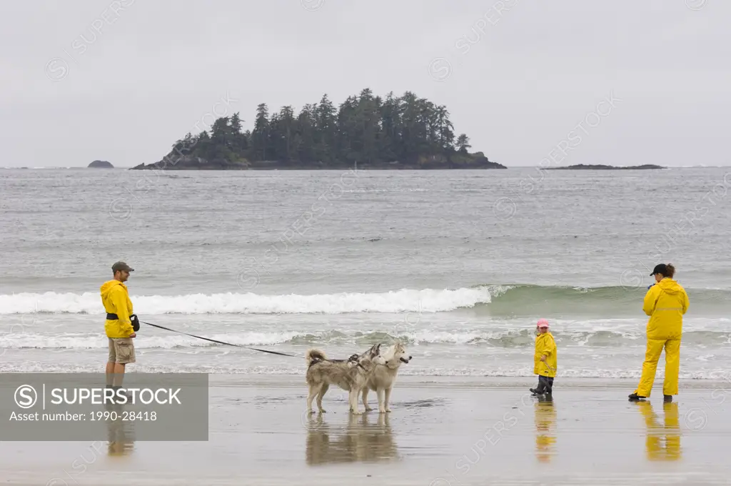 family in yellow rain gear walk with dogs, MacKenzie Beach at Tofino, Vancouver Island, British Columbia, Canada