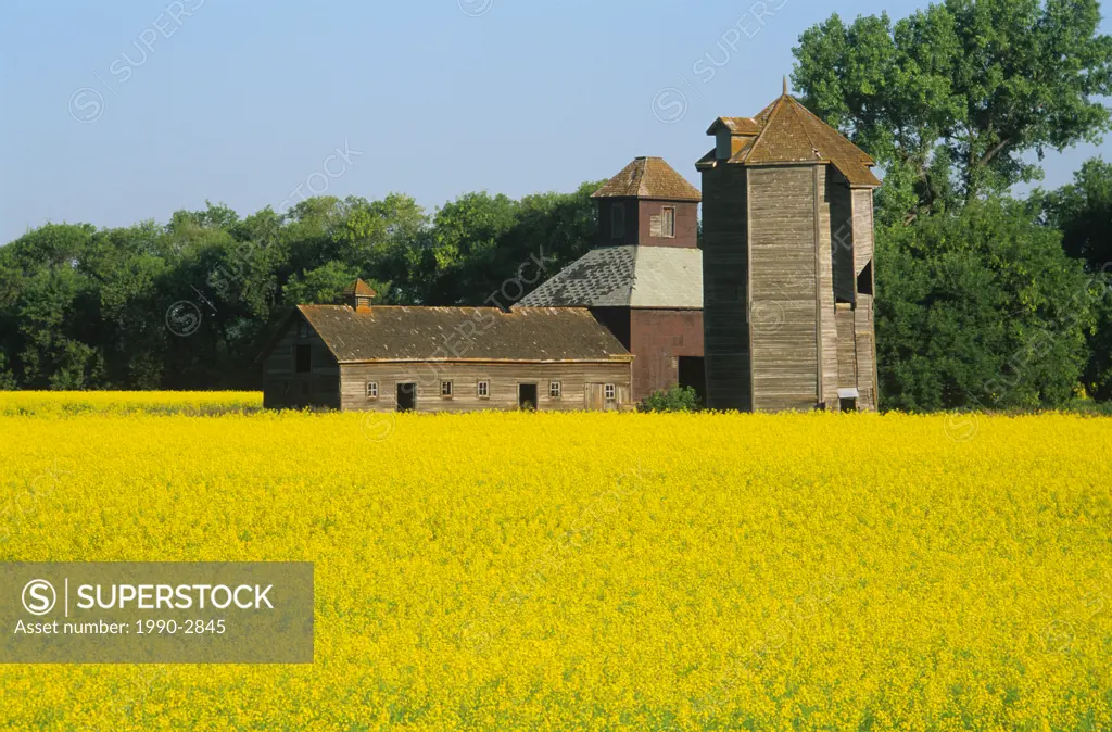 Old barns and canola field, Carberry, Manitoba, Canada