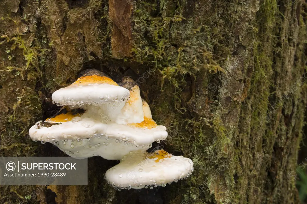Fungus on rotting tree on rainforest trail at Pacific Rim National Park, Vancouver Island, British Columbia, Canada