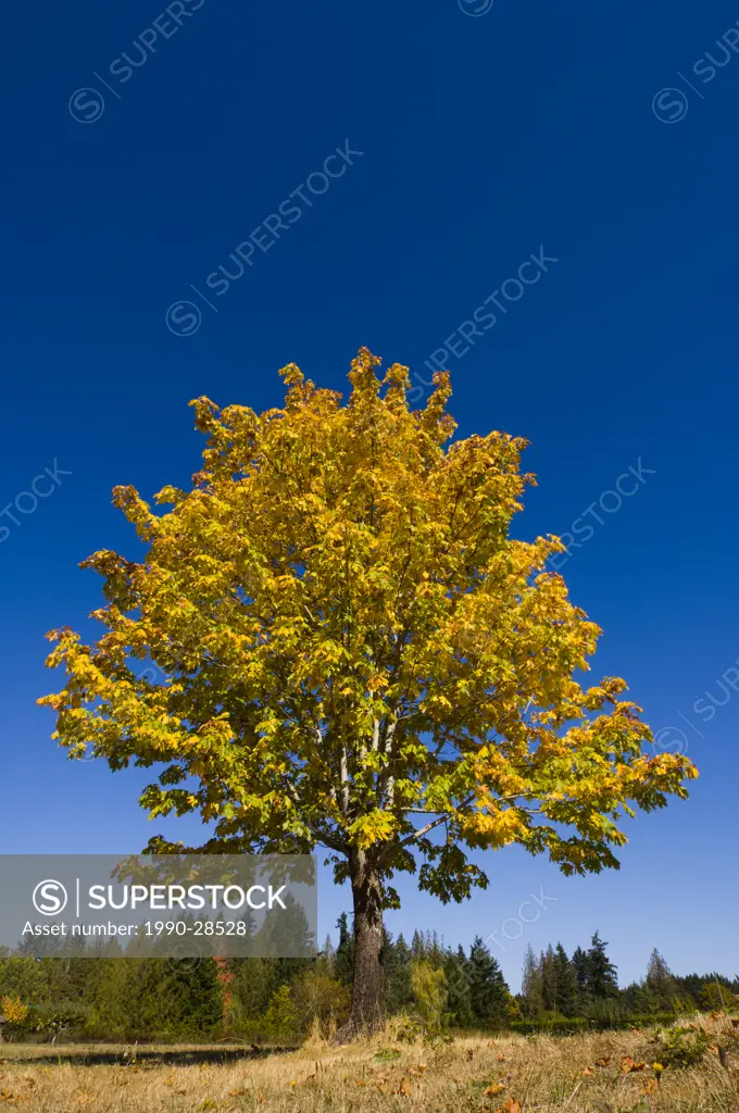big leaf maple in autumn, Cowichan Bay, Vancouver Island, British Columbia, Canada