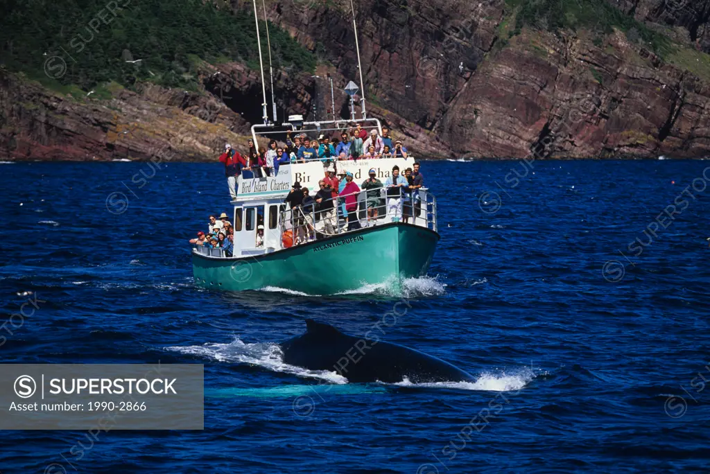Humpback whale Megaptera novaeangliae Watching, Witless Bay Ecological Reserve, Newfoundland, Canada