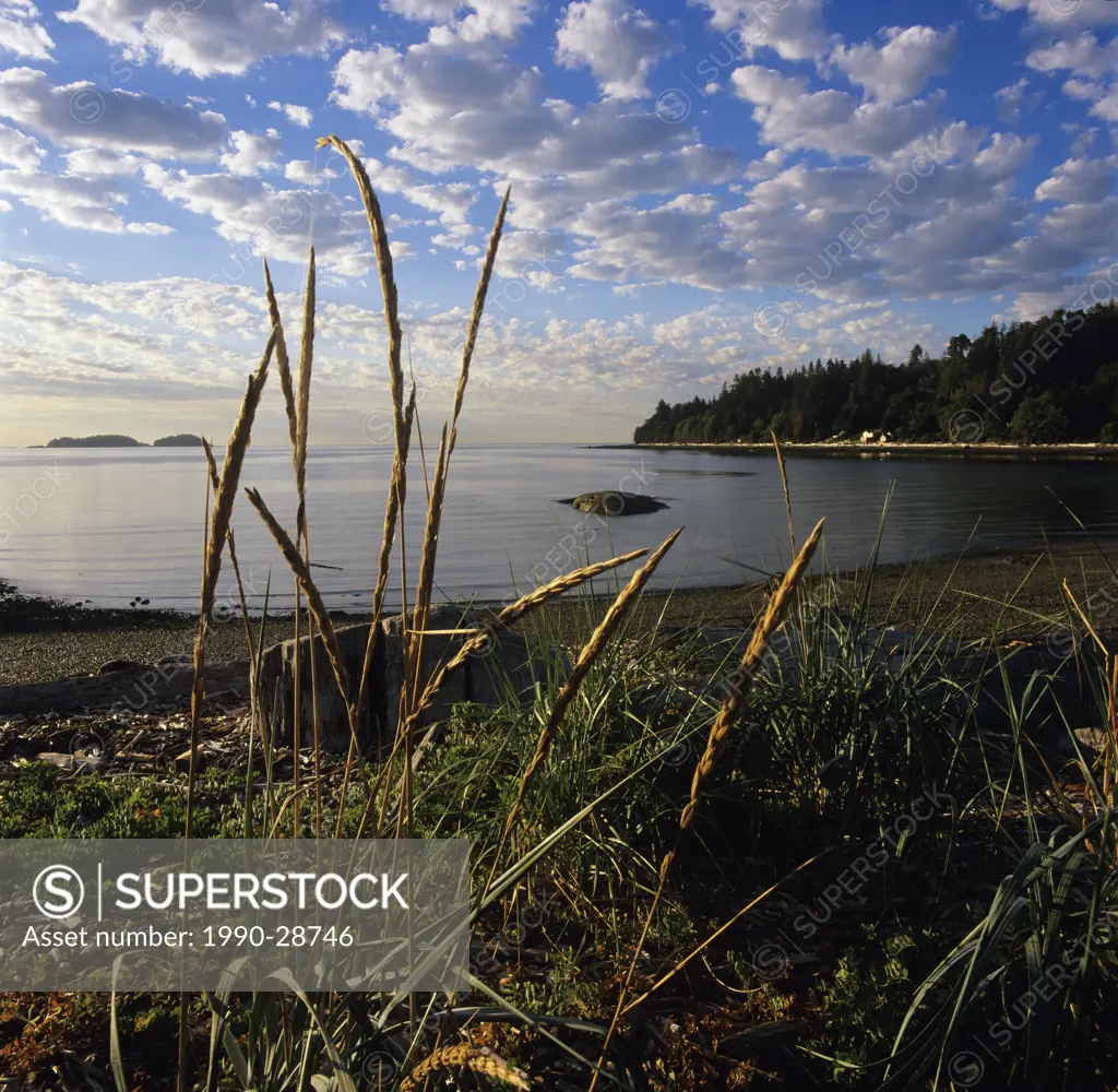 Grasses in the morning, Sargeants Bay, Sechelt Peninsula, British Columbia, Canada