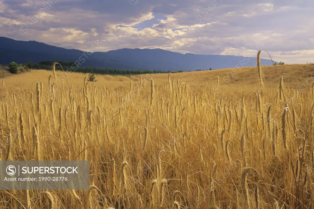 Wheat field near Kelowna, British Columbia, Canada