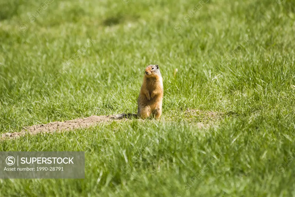 Columbia Ground Squirrel, Salmo, British Columbia, Canada