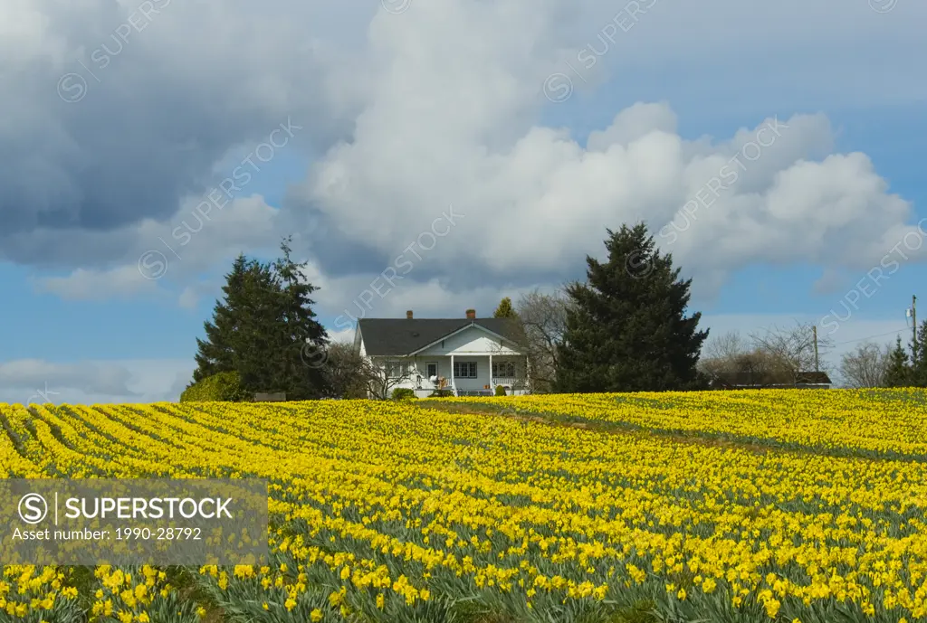 Daffodil farm, Vancouver Island, British Columbia, Canada