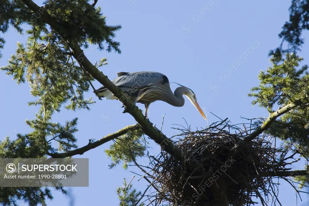 Great Blue Heron in Beacon Hill Park, Victoria, British Columbia, Canada