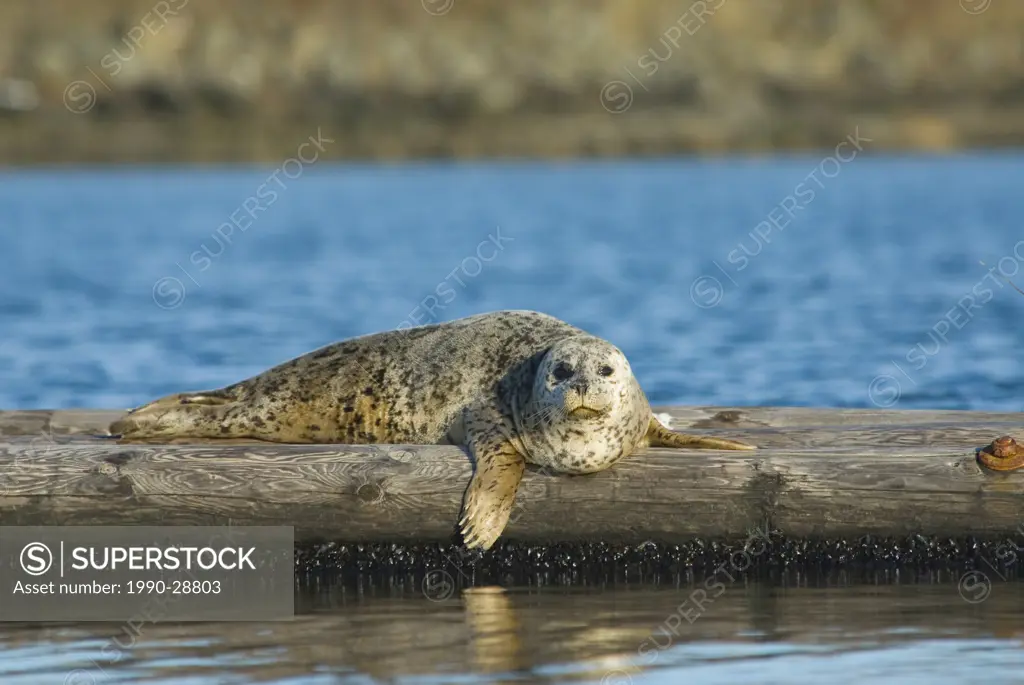 Harbor Seal Phoca vitulina, sunning, Saanich Inlet, Vancouver Island, British Columbia, Canada