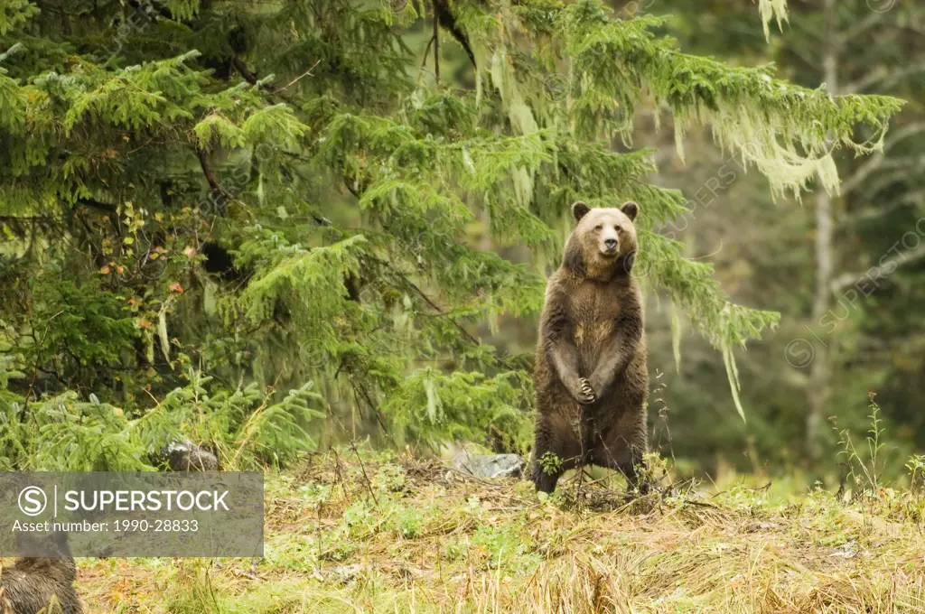 Coastal Grizzly bear Ursus arctos horribilis standing in estuary, Great Bear Rainforest, British Columbia, Canada
