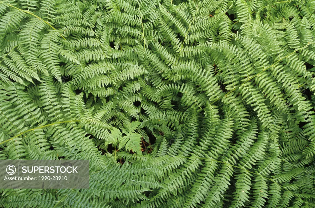 Ferns, Bowron Lake Provincial Park, British Columbia, Canada