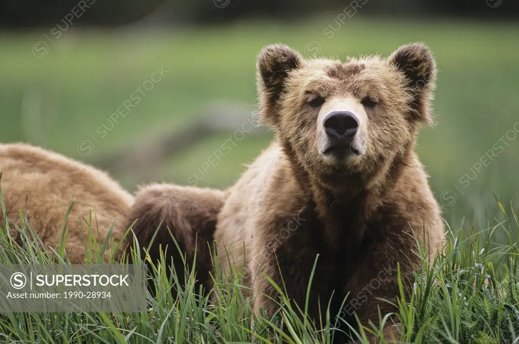 Coastal Grizzly Bear Ursus arctos horribilis, British Columbia, Canada