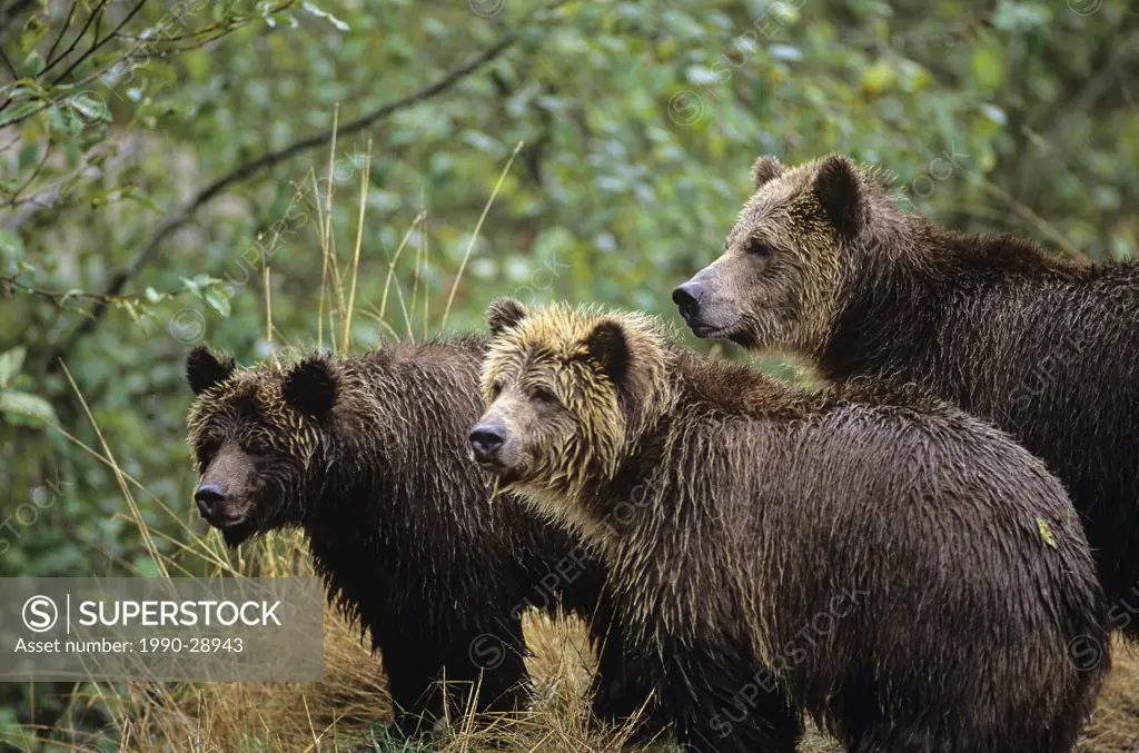 grizzly bear Ursus arctos horribilis mom and cubs, great bear rainforest, British Columbia, Canada