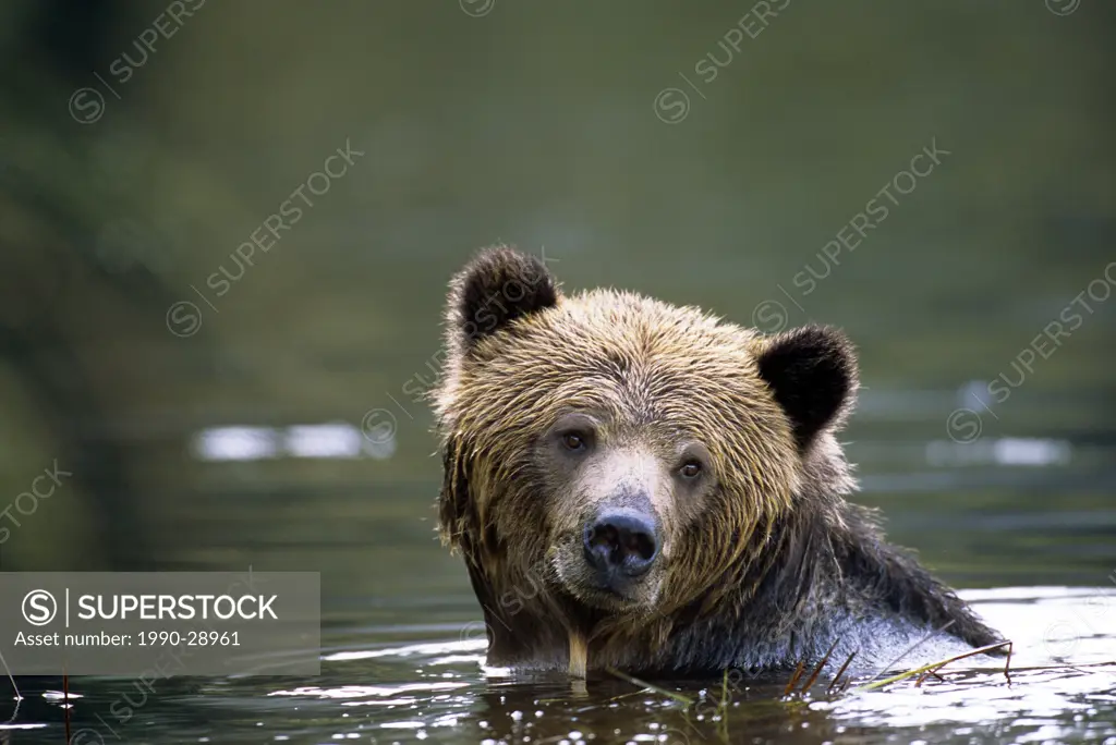 grizzly bear Ursus arctos horribilis in water, great bear rainforest, British Columbia, Canada