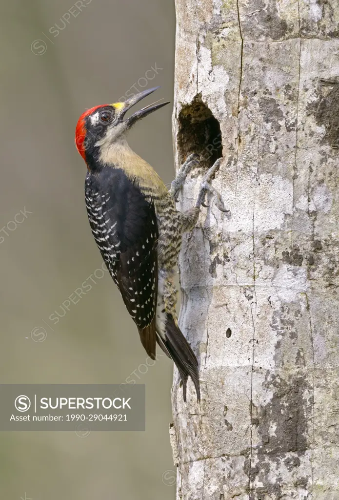 Black-cheeked Woodpecker (Melanerpes pucherani) at Laguna Lagarto Lodge, Boca Tadapa, Costa Rica