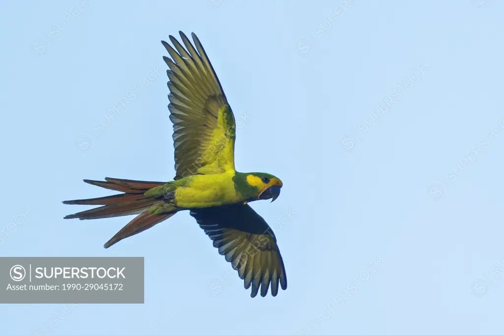 Yellow-eared Parrot (Ognorhynchus icterotis) flying in the mountains of Colombia, South America.
