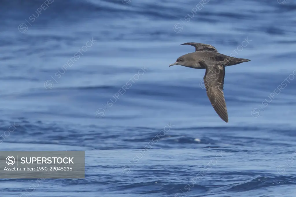 Sooty Shearwater (Puffinus griseus) flying over the ocean searching for food near South Georgia Island.