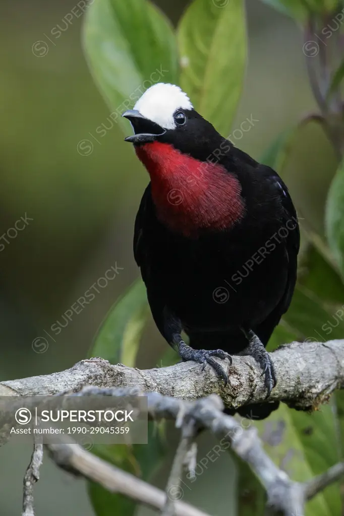 White-capped Tanager (Sericossypha albocristata) perched on a branch in the Andes Mountains of Colombia.