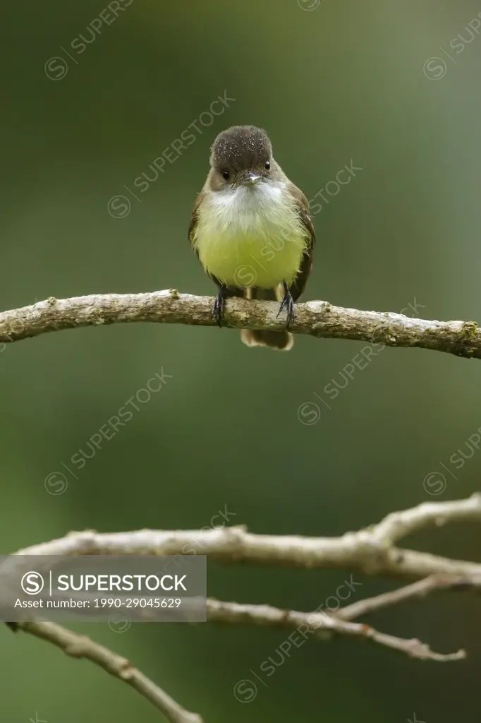 Sad Flycatcher (Myiarchus barbirostris) perched on a branch in Jamaica in the Caribbean.