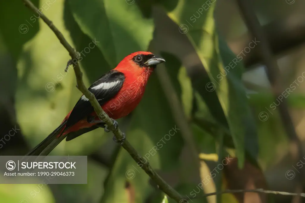 White-winged Tanager (Piranga leucoptera) perched on a branch in Guatemala in Central America.